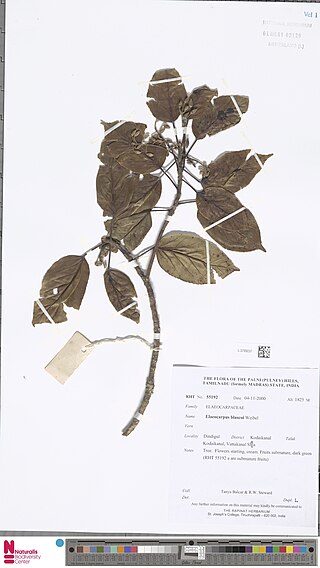 <i>Elaeocarpus blascoi</i> Species of flowering plant in the family Elaeocarpaceae