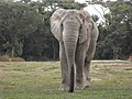 Elefante 2.jpg
