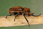 Miniatura para Megasoma elephas