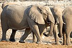 Thumbnail for File:Elephant Harmony at Waterhole 2019-07-25.jpg