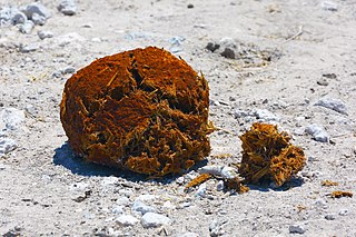 <span class="mw-page-title-main">Feces</span> Solid or semisolid remains of undigested food