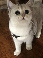 Eight-month-old British shorthair in silver coat octa