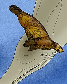 Dessin schématique d'Enaliarctos emlongi (premier plan) et du cétacé Macrodelphinus.
