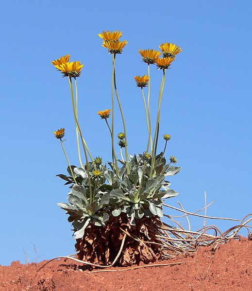 File:Enceliopsis argophylla 8.jpg