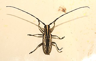 <i>Epepeotes uncinatus</i> Species of beetle