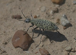 <i>Epicauta ventralis</i> Species of beetle