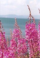 Epilobium angustifolium