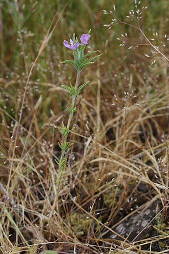 Epilobium minutum at the Kingston Prairie Preserve, Stayton, Oregon Epilobium minutum 0054.JPG