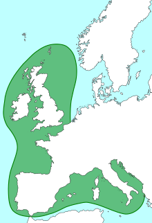 Karte Europas mit grün eingezeichneter Verbreitung im Mittelmeer und im Ostatlantik