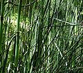 Equisetum giganteum