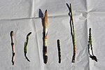 Thumbnail for File:Equisetum species.jpg