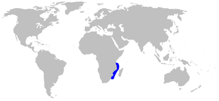 African ribbontail catshark Species of shark