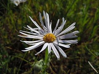 <i>Erigeron caespitosus</i> Species of flowering plant