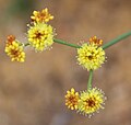Yellow nude buckwheat, closeup of flowers