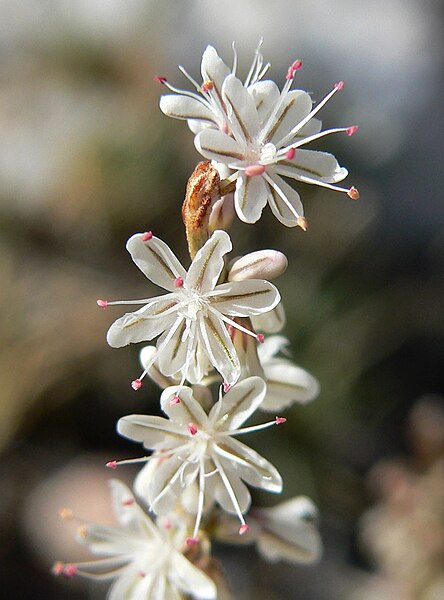 File:Eriogonum panamintense 6.jpg