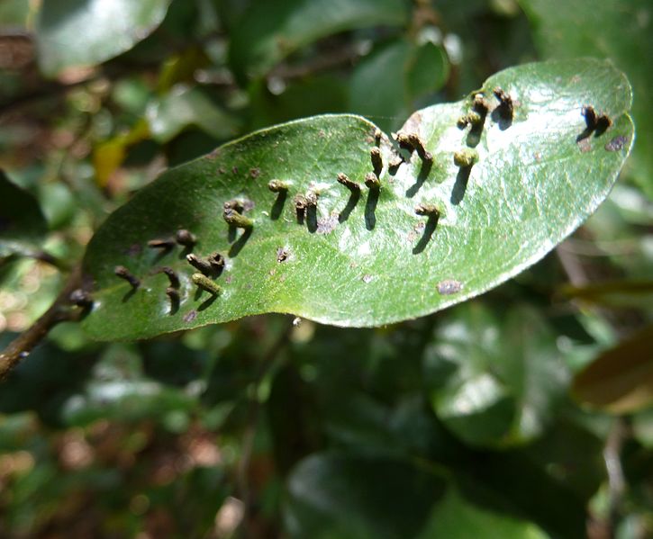 File:Eriophyidae-mytgalle op Monanthotaxis caffra, a, Krantzkloof NR.jpg