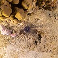 * Nomination Long-spined urchin (Diadema setosum), Ras Muhammad National Park, Egypt --Poco a poco 08:43, 30 June 2022 (UTC) * Promotion  Support Good quality. --Ermell 10:13, 30 June 2022 (UTC)