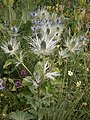 Eryngium alpinum