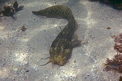 Estuary Catfish-Cnidoglanis macrocephalus.JPG