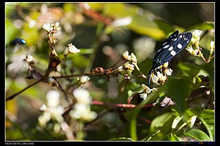 <i>Eterusia taiwana</i> Species of moth