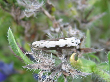 Ethmia bipunctella