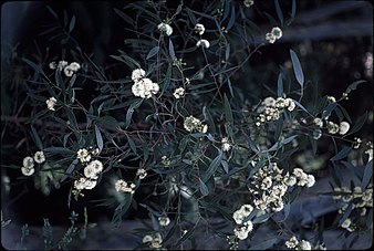 foliage and flowers Eucalyptus barberi flowers.jpg