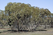 Okaliptüs dumosa habit.jpg