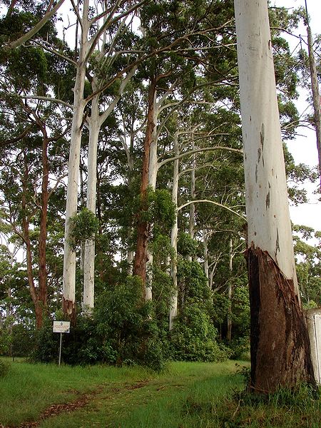 File:Eucalyptus grandis 2.jpg