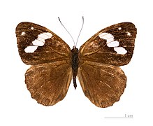 Museum specimen ♂ dorsal side