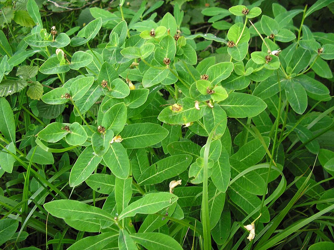 Euphorbia × gibelliana