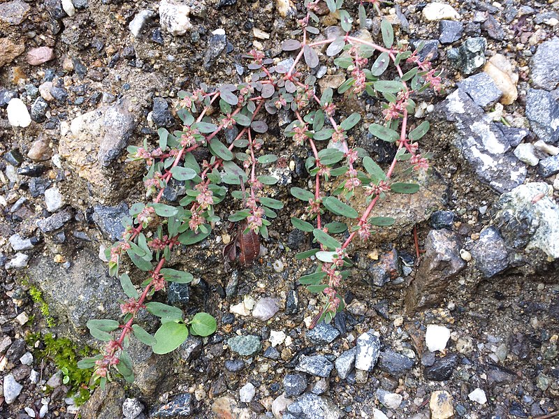 File:Euphorbia maculata sl3.jpg