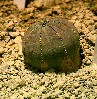 <i>Euphorbia obesa</i> Species of succulent flowering plant in the family Euphorbiaceae