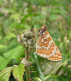 Euphydryas aurinia