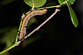 * Nomination Euploea core larva --Jkadavoor 06:26, 20 October 2016 (UTC) * Promotion Good quality. --Peulle 06:33, 20 October 2016 (UTC)