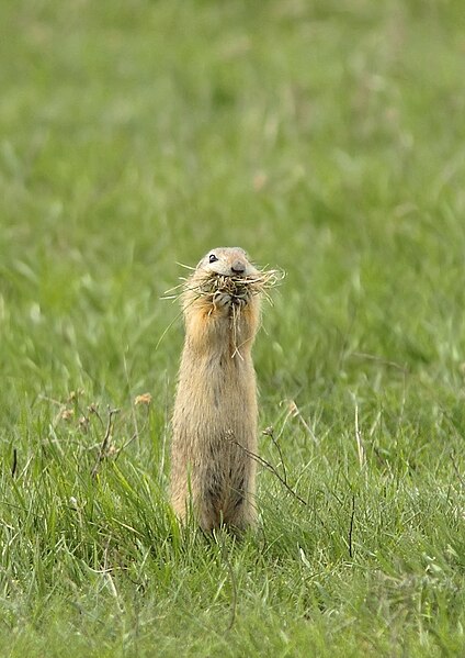 File:European ground squirrel - Siesel - Spermophilus citellus.jpg