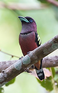 <span class="mw-page-title-main">Banded broadbill</span> Species of bird from Southeast Asia