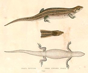 Descrição da imagem Eutropis trivittata Hardwicke.jpg.