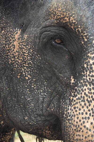 File:Eye of the elephant.jpg