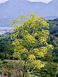 Vignette pour Ferula