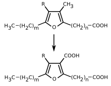 The metabolism of furan fatty acids to urofuranic acids in humans. In rats and cattle, the methyl group of the alkyl group is oxidized. FFA metabolism human.svg