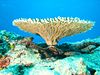 Tableau corail