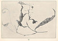 Potamogeton americanus, das die Anhaftung von Köcherfliegen (Familie Leptoceridae) zeigt