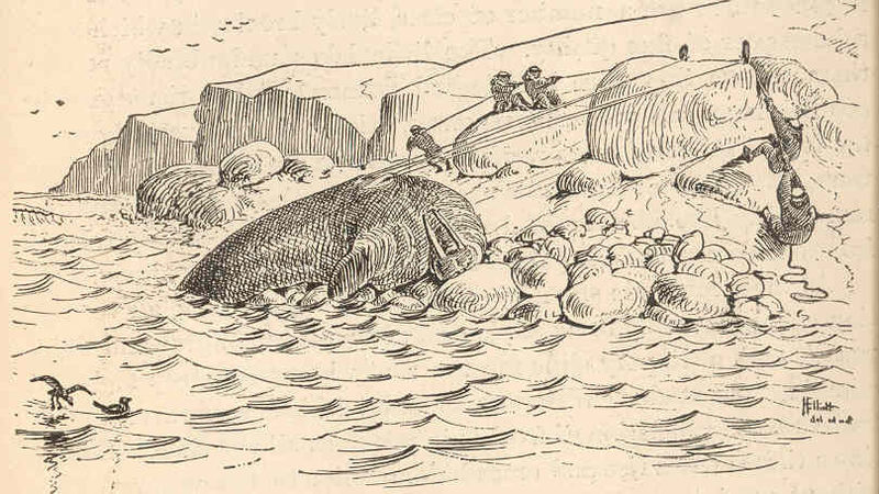 File:FMIB 45414 Mahlemouts Landing a Walrus.jpeg