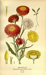 Vignette pour Xerochrysum bracteatum