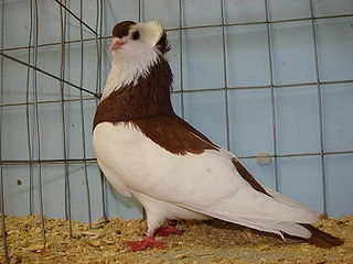 <span class="mw-page-title-main">Felégyhaza Tumbler</span> Breed of pigeon