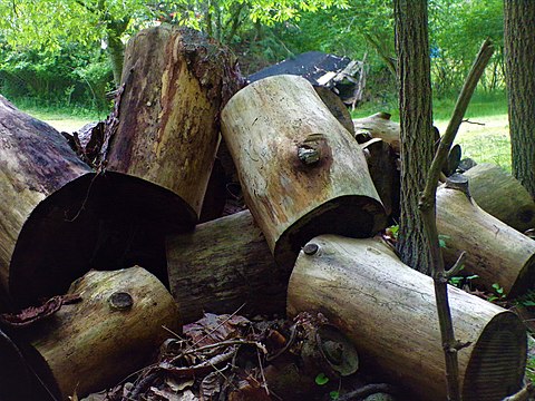 Timber logs that have been cut and stockpiled for logging.