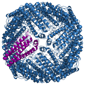 File:Ferritin.png