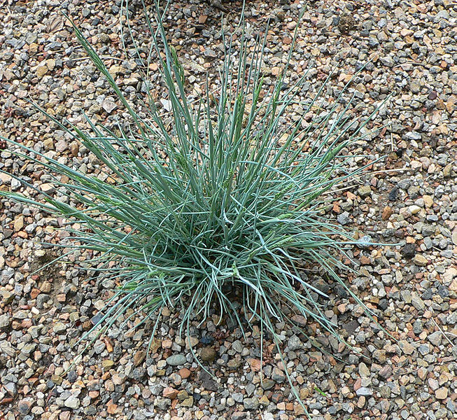 File:Festuca glauca.jpg