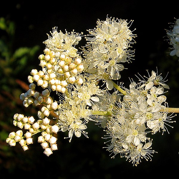 File:Filipendula ulmaria Flower (cropped).jpg