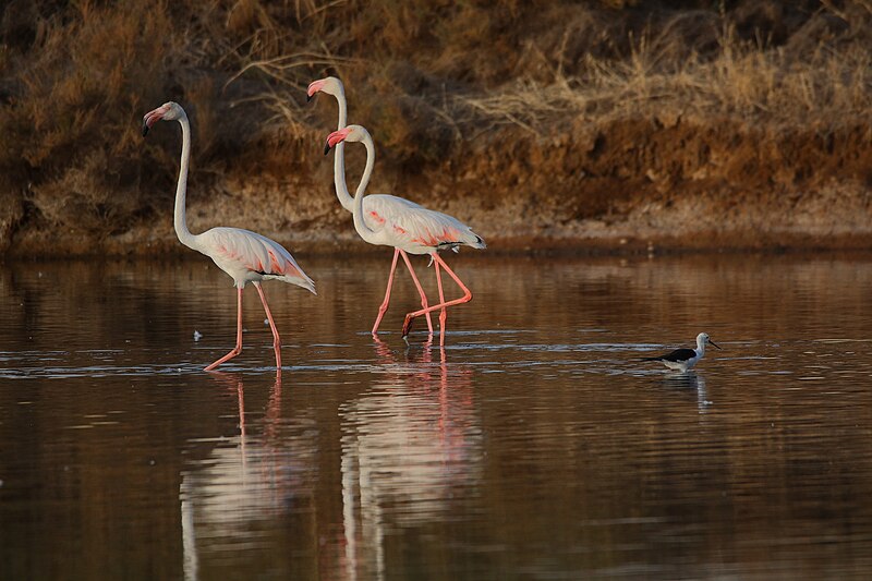 File:Flamingo (Phoenicopterus roseus) (53386868601).jpg